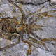 Imagen para el artículo titulado Este fósil de una araña desconocida resultó ser un cangrejo al que alguien pintó patas en una elaborada estafa